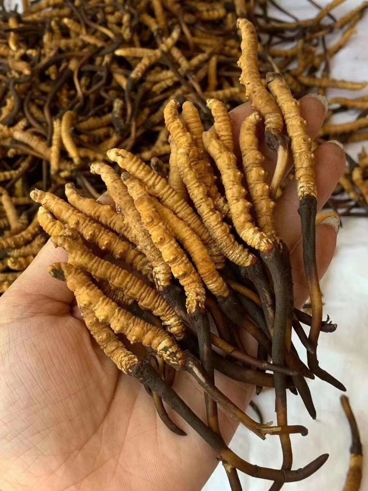 Yarsagumba
